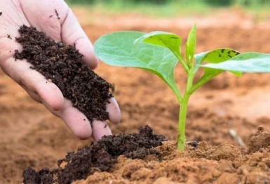 Giá phân bón hôm nay 8/9: Kali bột Belarus giảm