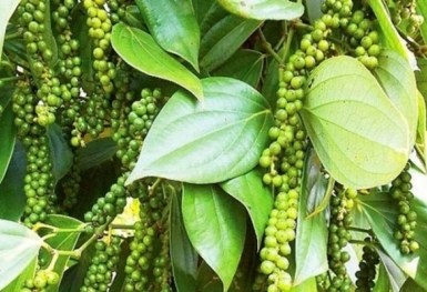 Giá tiêu hôm nay 8/9: Đồng loạt đi ngang