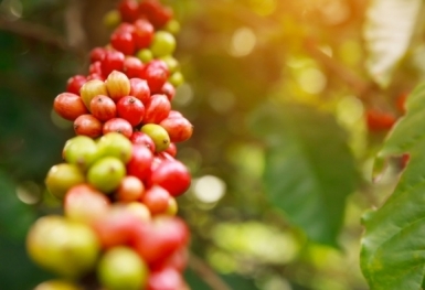 Giá cà phê hôm nay 9/9: Robusta và Arabica đều giảm nhẹ