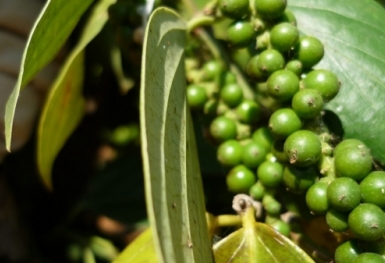 Giá tiêu hôm nay 9/9: Tăng 500 đồng tại Bình Phước