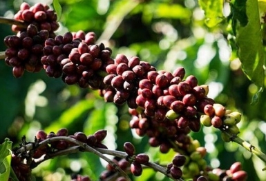 Giá cà phê hôm nay 10/9: Robusta biến động nhẹ, Arabica đi ngang