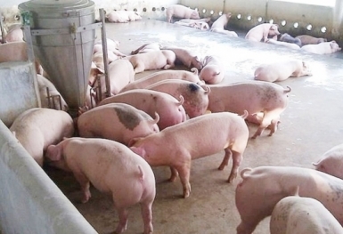 Giá heo hơi hôm nay 10/9: Đi ngang trên diện rộng