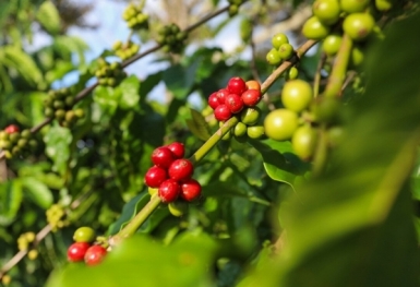 Giá cà phê hôm nay 11/9: Có xu hướng giảm