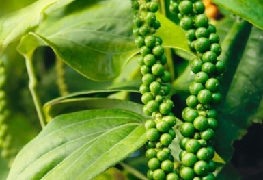 Giá tiêu hôm nay 11/9: Trong nước ổn định