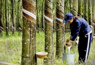 Xuất khẩu cao su đạt 1,59 tỷ USD trong 8 tháng đầu năm 2023