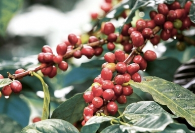 Giá cà phê hôm nay 12/9: Robusta và Arabica tăng mạnh trở lại