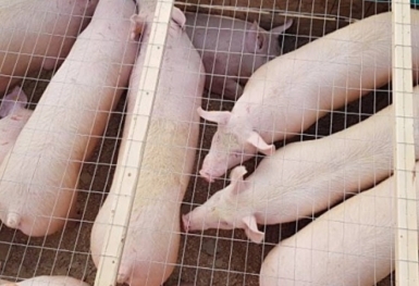 Giá heo hơi hôm nay 12/9: Ghi nhận giảm rải rác