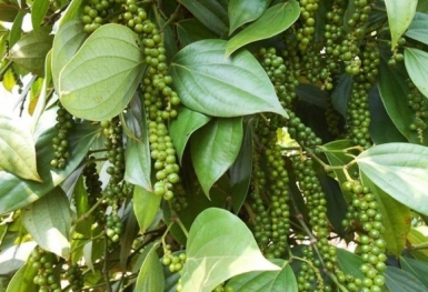 Giá tiêu hôm nay 12/9: Thị trường trong nước ổn định