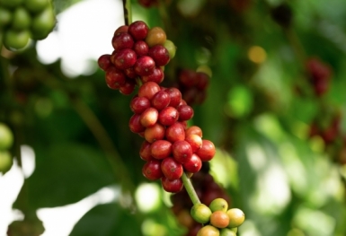 Giá cà phê hôm nay 13/9: Thị trường trong nước tăng trở lại