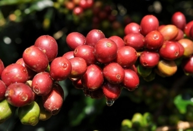 Giá cà phê hôm nay 14/9: Thị trường trong nước giảm nhẹ