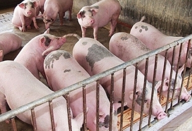 Giá heo hơi hôm nay 14/9: Giảm nhẹ ở miền Bắc và miền Nam