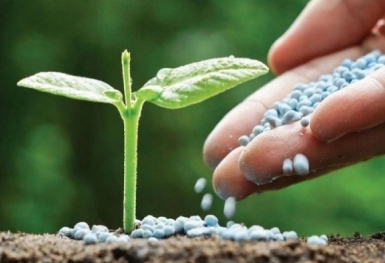 Giá phân bón hôm nay 15/9: DAP sớm công bố giá mới