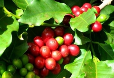 Giá cà phê hôm nay 16/9: Robusta và Arabica tăng mạnh