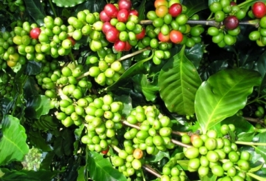 Giá cà phê hôm nay 18/9: Robusta và Arabica tiếp đà phục hồi