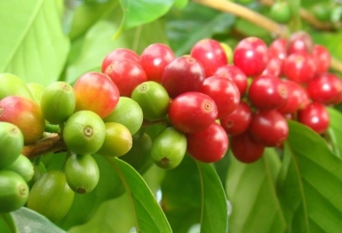 Giá cà phê hôm nay 19/9: Thị trường trong nước tăng