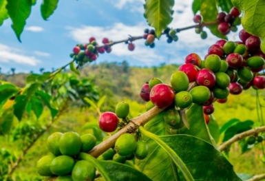 Giá cà phê hôm nay 20/9: Robusta và Arabica diễn biến trái chiều