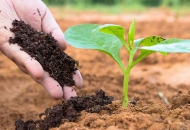 Giá phân bón hôm nay 20/9: Nhu cầu tiêu thụ chậm