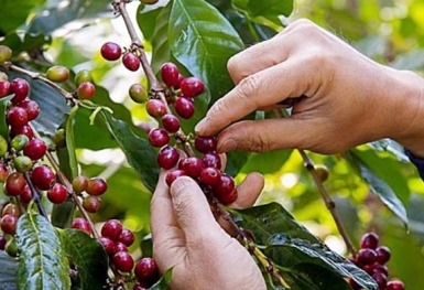 Giá cà phê hôm nay 21/9: Robusta và Arabica quay đầu giảm