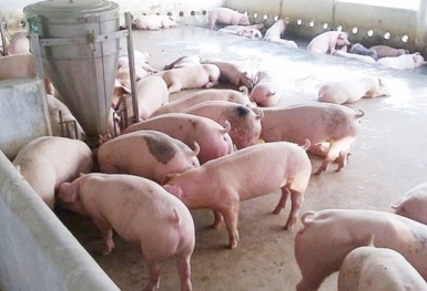 Giá heo hơi hôm nay 21/9: Giảm rải rác