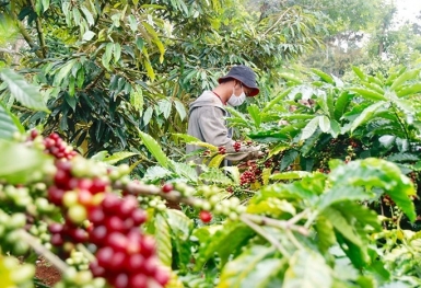 Giá cà phê hôm nay 22/9: Thị trường trong nước điều chỉnh giảm