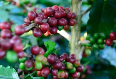 Giá cà phê hôm nay 23/9: Thị trường trong nước giảm nhẹ