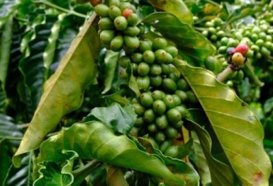 Giá cà phê hôm nay 24/9: Robusta và Arabica xu hướng giảm