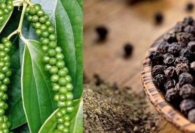 Giá tiêu hôm nay 24/9: Nối dài chuỗi ngày đi ngang