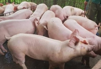 Giá heo hơi hôm nay 25/9: Đi ngang và ổn định