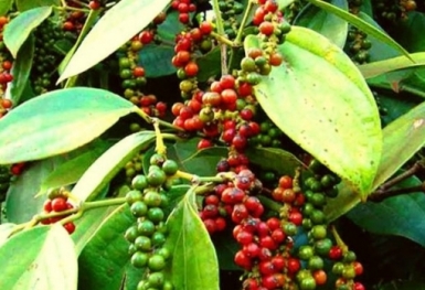 Giá tiêu hôm nay 25/9: Đông Nam Bộ tăng 500 đồng/kg