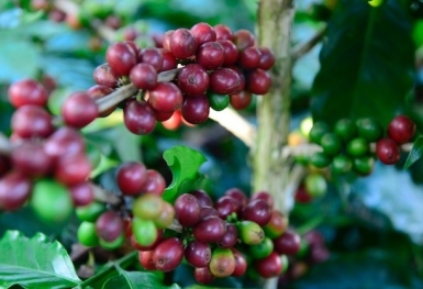 Giá cà phê hôm nay 26/9: Đồng loạt giảm