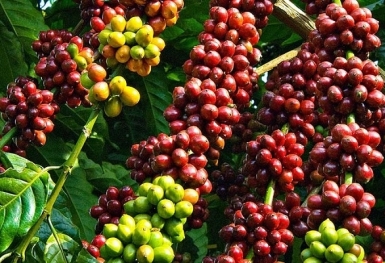 Giá cà phê hôm nay 27/9: Thị trường trong nước tăng trở lại