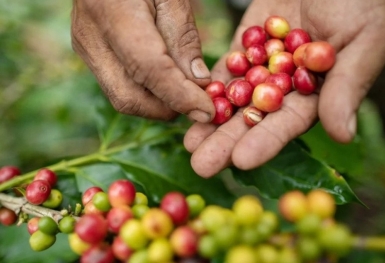 Giá cà phê hôm nay 28/9: Robusta và Arabica điều chỉnh giảm