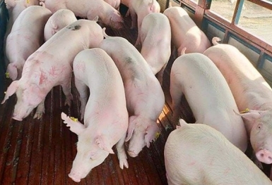 Giá heo hơi hôm nay 28/9: Tiếp tục giảm nhẹ