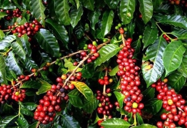 Giá cà phê hôm nay 29/9: Robusta và Arabica diễn biến trái chiều