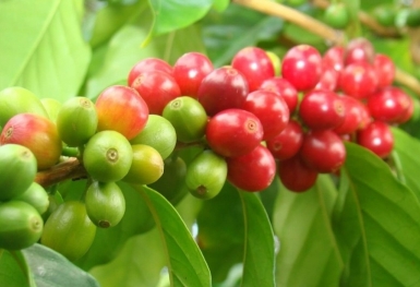 Giá cà phê hôm nay 30/9: Đồng loạt giảm