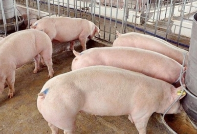 Giá heo hơi hôm nay 30/9: Tiếp tục giảm tại nhiều tỉnh thành