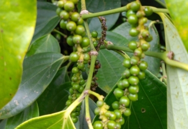Giá tiêu hôm nay 2/10: Giữ mức ổn định