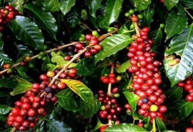 Giá cà phê hôm nay 3/10: Robusta và Arabica đều hồi phục