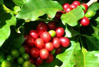 Giá cà phê hôm nay 4/10: Robusta quay đầu giảm mạnh