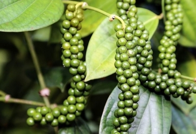 Giá tiêu hôm nay 4/10: Thị trường trong nước tiếp tục đi ngang