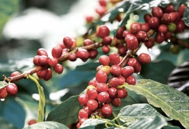 Giá cà phê hôm nay 5/10: Thị trường trong nước giảm mạnh