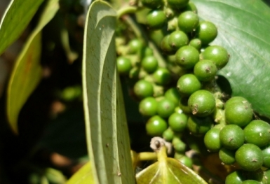 Giá tiêu hôm nay 5/10: Đồng loạt giảm