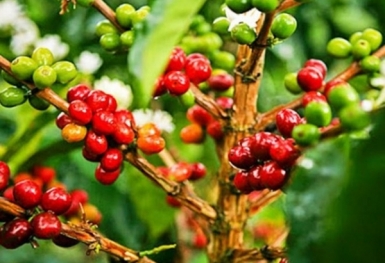 Giá cà phê hôm nay 6/10: Giảm về mốc 64.000 đồng