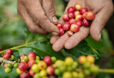 Giá cà phê hôm nay 7/10: Arabica hồi phục sau chuỗi giảm