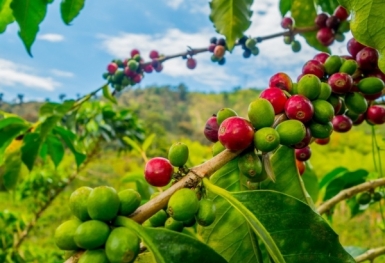 Giá cà phê hôm nay 8/10: Đứng ở mức thấp