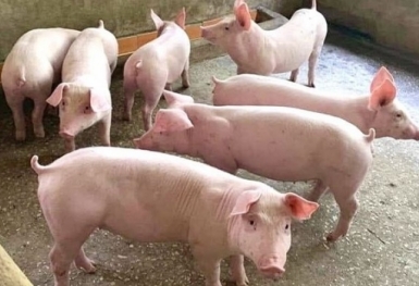 Giá heo hơi hôm nay 8/10: Ghi nhận tuần giảm mạnh nhất