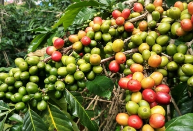 Giá cà phê hôm nay 9/10: Robusta có tuần giảm kỷ lục