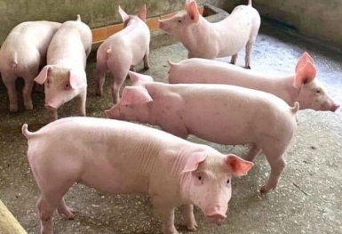 Giá heo hơi hôm nay 9/10: Đi ngang trên cả nước