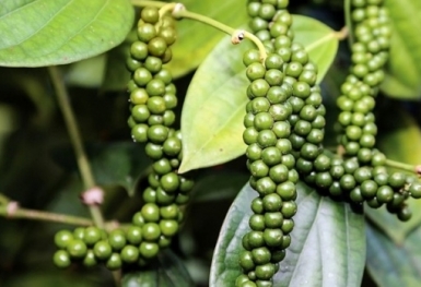 Giá tiêu hôm nay 9/10: Thị trường ít biến động