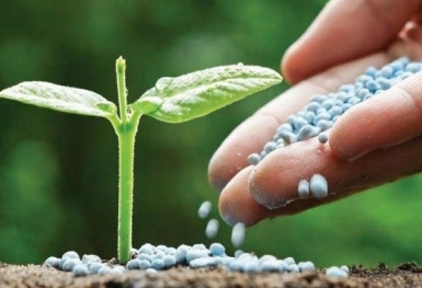 Giá phân bón hôm nay 10/10: Khối lượng nhập khẩu giảm